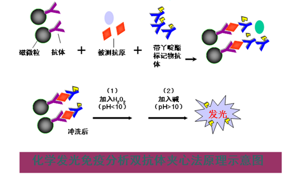 化學(xué)發(fā)光免疫分析儀檢測原理